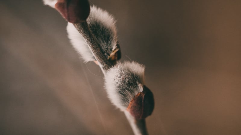 Wat is wedergeboorte?