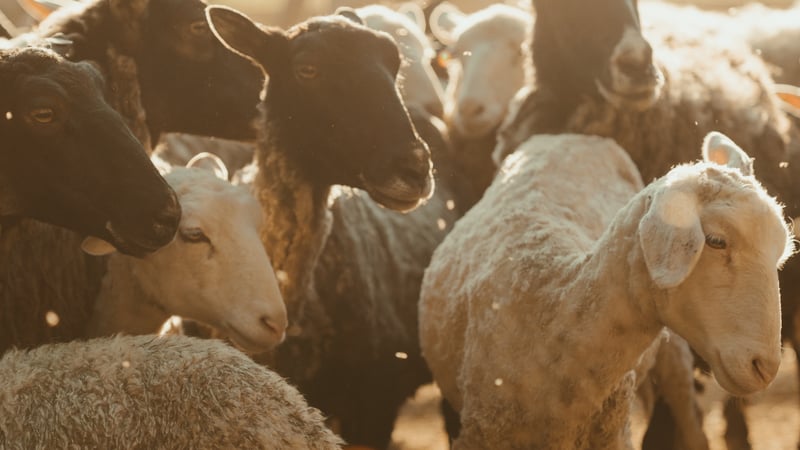 Wat als ik niet naar mijn dominee kan luisteren?