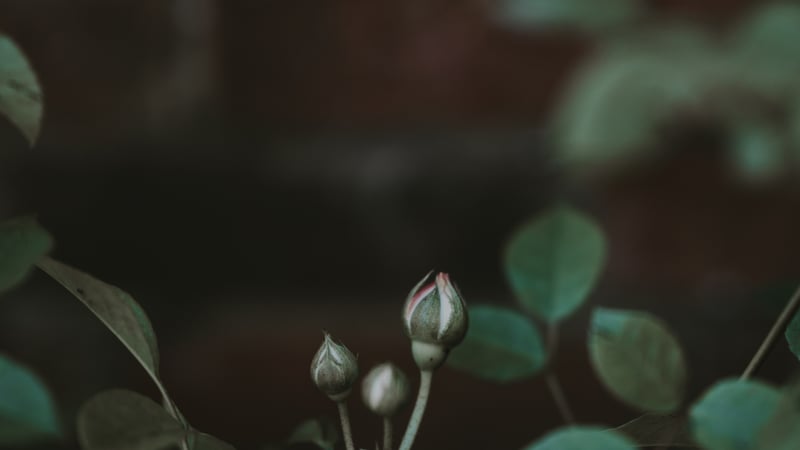 Moet ik rusten in Jezus of werken?