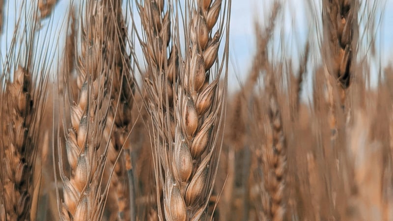 De Zaaier (Lukas 8:4-15)