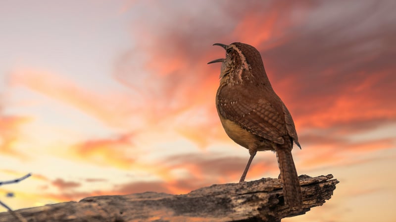 Getuigen van het Licht (Johannes 1:7)